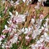 Gaura – Beeblossom Seeds -Plants Shop bees scaled 1