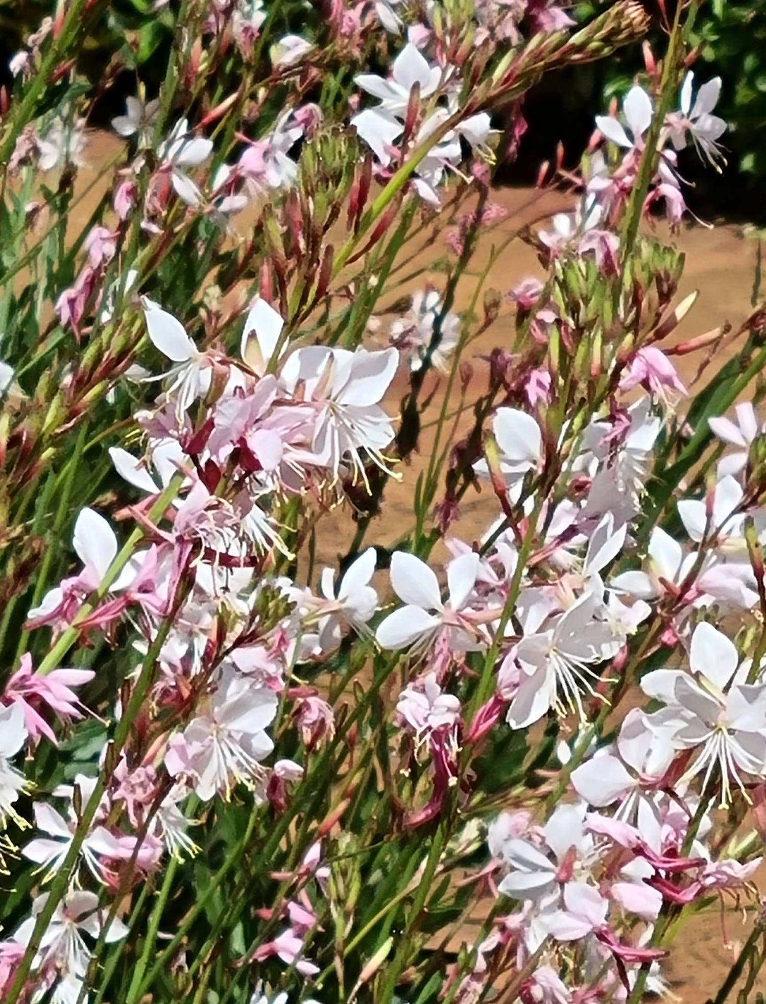 Gaura – Beeblossom Seeds 3 Gaura – Beeblossom Seeds