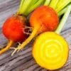 Beetroot Golden Detroit Seeds 2 Beetroot Golden Detroit Seeds -Plants Shop beetgolden2
