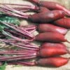 Beetroot – Cylindra Seeds -Plants Shop beetroot cylindra