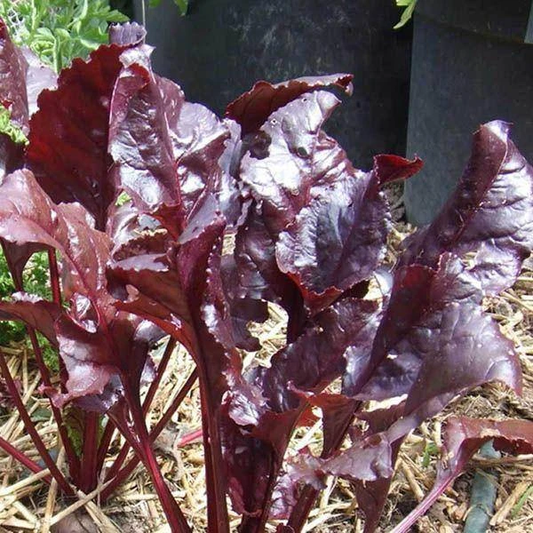 Beetroot Red Devil Seeds 4 Beetroot Red Devil Seeds - Image 2