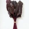 Beetroot Red Devil Seeds 1 Beetroot Red Devil Seeds -Plants Shop beetrootreddevil2