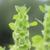 Bells Of Ireland Seeds -Plants Shop bells of ireland