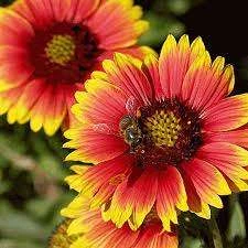 Gaillardia Blanket Flower Seeds 3 Gaillardia Blanket Flower Seeds