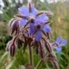 Borage Seeds -Plants Shop borage