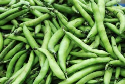 Broad Bean Coles Dwarf Seeds