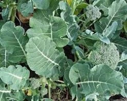Broccoli Green Sprouting Seeds -Plants Shop broccoligreensprouting