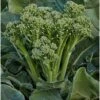 Broccoli Green Sprouting Seeds 2 Broccoli Green Sprouting Seeds -Plants Shop broccoligreensprouting2