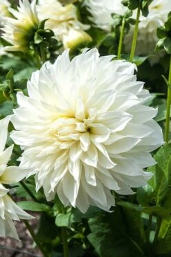 White Decorative Dahlia Seeds -Plants Shop c748350dfe977b31691ccf9a48c4d5dd
