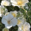 Californian Poppy Alba White Seeds -Plants Shop californianpoppyAlbawhite