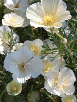 Californian Poppy Alba White Seeds
