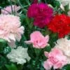 Carnation Chabud Giant Seeds -Plants Shop carnation1