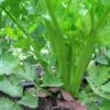Celery Tango Seeds -Plants Shop celery2