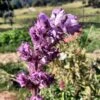 Clary Sage Seeds -Plants Shop clarymine