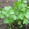 Coriander Herb Seeds -Plants Shop coriander
