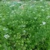 Coriander Confetti Seeds -Plants Shop coriander confetti3