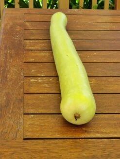 Cucuzza, New Guinea Bean, Cucuzza Squash Seeds 5 Cucuzza, New Guinea Bean, Cucuzza Squash Seeds -Plants Shop cucuzza2 scaled 1