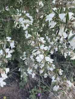 Other Tagasaste (Tree Lucerne) Seeds