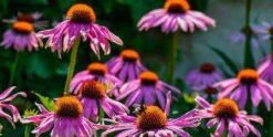Echinacea Seeds