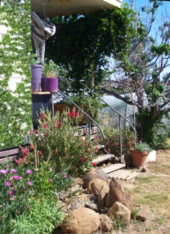Bottlebrush, Seeds From Callistemon ‘Purple Splendour’ Seeds -Plants Shop entrance with Bottlebrush Callistemon ‘Purple Splendour