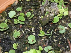 Eucalyptus Ficifolia X Calophylla (Corymbia Ficifolia X Calophylla) Seeds -Plants Shop eucalyptus ficifolia germination june rain event