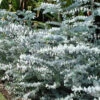 Silver Dollar Eucalyptus Pulverulenta (Silver-leaved Mountain Gum) Seeds -Plants Shop eucalyptus pulverulenta small