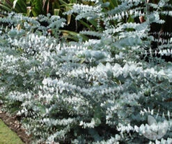 Silver Dollar Eucalyptus Pulverulenta (Silver-leaved Mountain Gum) Seeds
