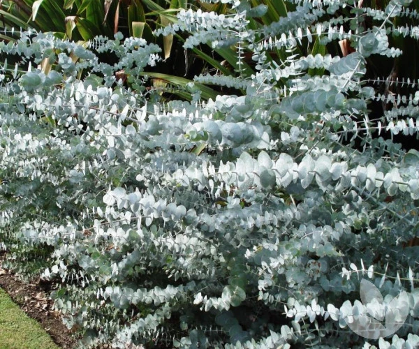 Silver Dollar Eucalyptus Pulverulenta (Silver-leaved Mountain Gum) Seeds 3 Silver Dollar Eucalyptus Pulverulenta (Silver-leaved Mountain Gum) Seeds