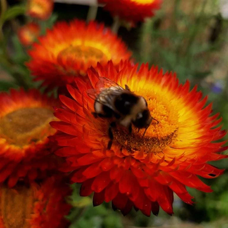 Everlasting Daisy Copper Red Seeds 3 Everlasting Daisy Copper Red Seeds