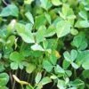 Fenugreek Seeds -Plants Shop fenugreek
