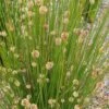 Ficinia Nodosa – Knobby Club-rush Seeds