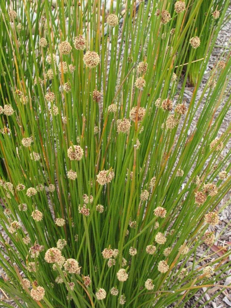 Ficinia Nodosa – Knobby Club-rush Seeds 3 Ficinia Nodosa – Knobby Club-rush Seeds