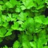 Italian Flat Leaf Parsley Seeds -Plants Shop flat leaf parsley