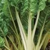 Silverbeet Fordhook Giant Seeds -Plants Shop fordhook2