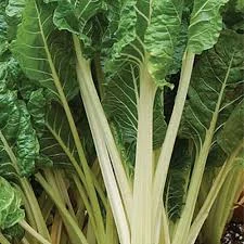 Silverbeet Fordhook Giant Seeds