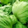 Lettuce Iceberg Seeds 1 Lettuce Iceberg Seeds -Plants Shop iceberg lettuce
