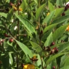 Pigeon Pea Cajanus Cajan Seeds