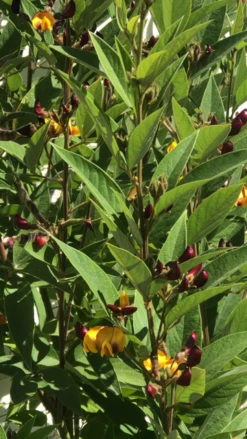 Pigeon Pea Cajanus Cajan Seeds