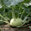 Kohlrabi Seeds -Plants Shop kholrabi2