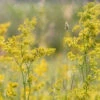 Lady’s Bedstraw (Galium Verum) Seeds -Plants Shop ladiesbedstraw 1