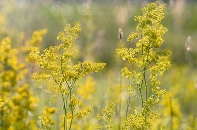 Ladies Bedstraw Seeds 3 Ladies Bedstraw Seeds