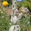 Lambs Ear Stachys Byzantina Seeds -Plants Shop lambs ear