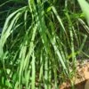 2 X Lemon Grass Plants 1 2 X Lemon Grass Plants -Plants Shop lemon grass full plant 1 scaled 1