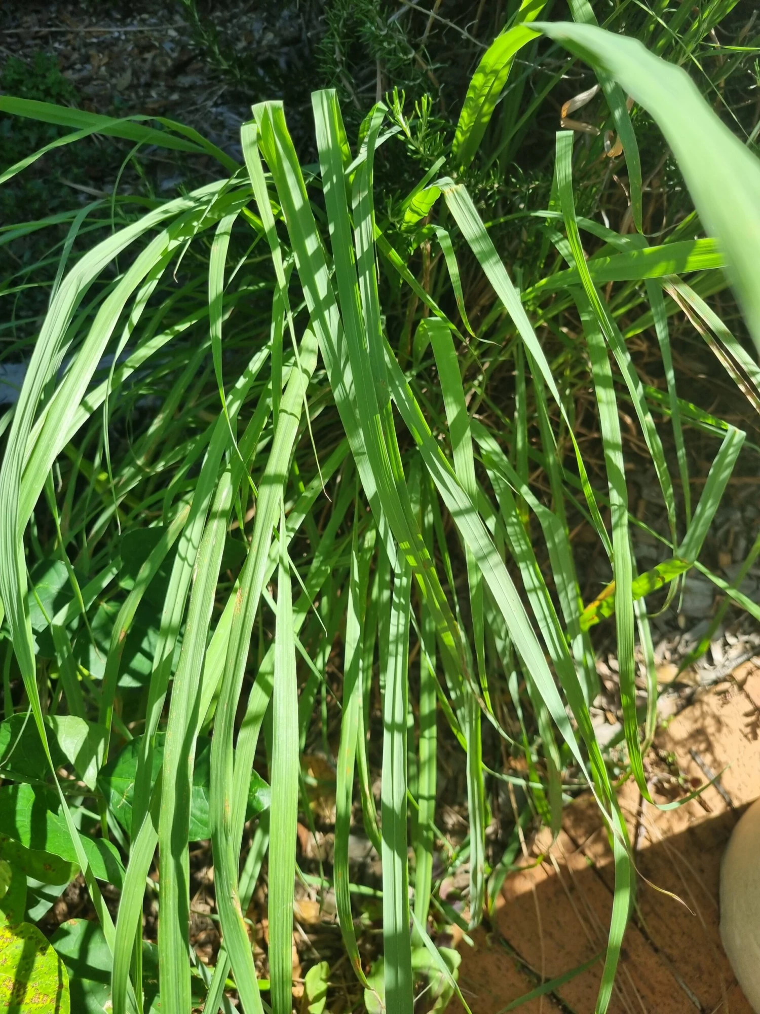 2 X Lemon Grass Plants 3 2 X Lemon Grass Plants