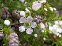 Leptospermum Continentale – Prickly Tea-tree Seeds -Plants Shop leptospermum continentale 2 1