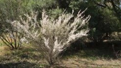 Leptospermum Continentale – Prickly Tea-tree Seeds -Plants Shop leptospermum continentale