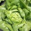 Lettuce All Year Round Seeds -Plants Shop lettuce all year2