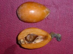 Other Eriobotrya Japonica – Loquat Seeds -Plants Shop loquat Eriobotrya japonica 4