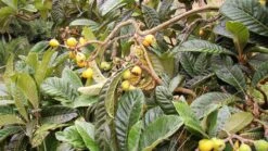 Other Eriobotrya Japonica – Loquat Seeds -Plants Shop loquat Eriobotrya japonica scaled 1
