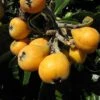 Other Eriobotrya Japonica – Loquat Seeds -Plants Shop loquat Eriobotrya japonica3